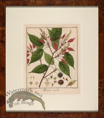 Hayne's Botanical in Burl 10